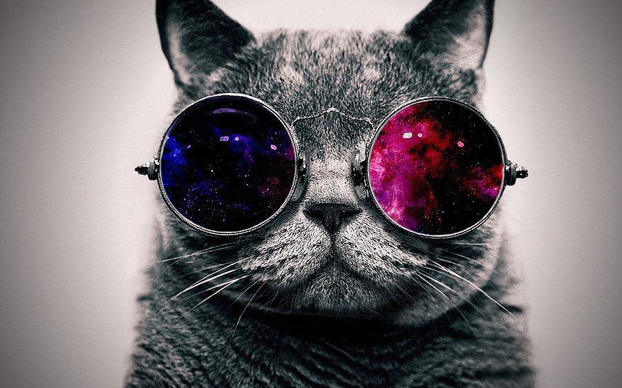 Cat with glasses